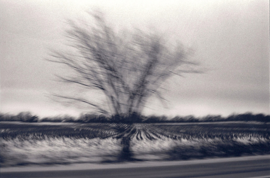 disappearing-tree--rows-1999.jpg